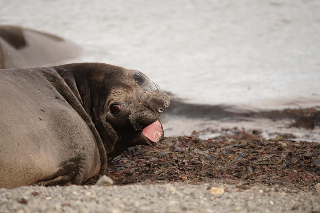 HDS29-26, Day 9, DSC07609 © Jessica Bakker - Oceanwide Expeditions.JPG