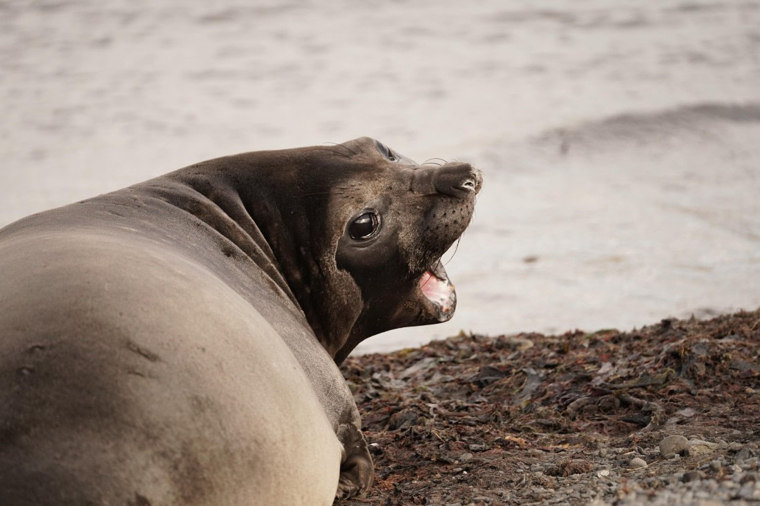HDS29-26, Day 9, DSC07628 © Jessica Bakker - Oceanwide Expeditions.JPG