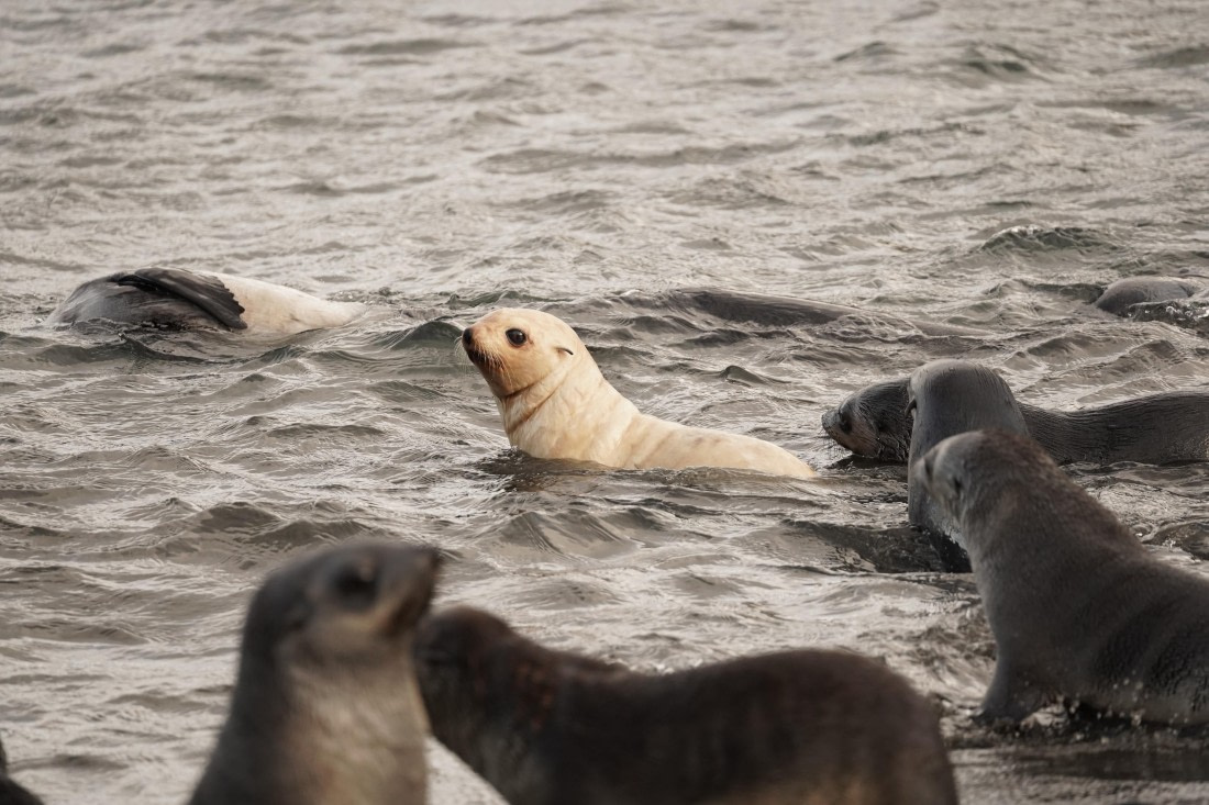 HDS29-26, Day 9, DSC07738 © Jessica Bakker - Oceanwide Expeditions.JPG
