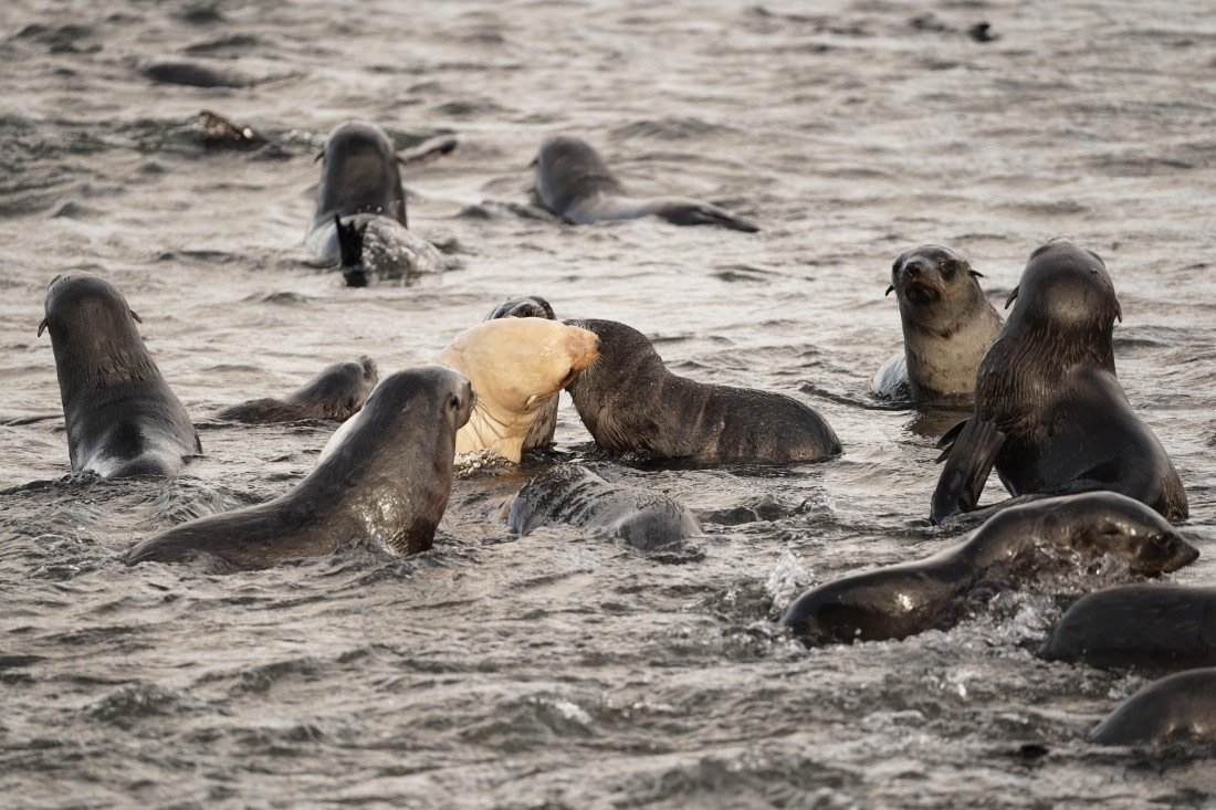 HDS29-26, Day 9, DSC07763 © Jessica Bakker - Oceanwide Expeditions.JPG