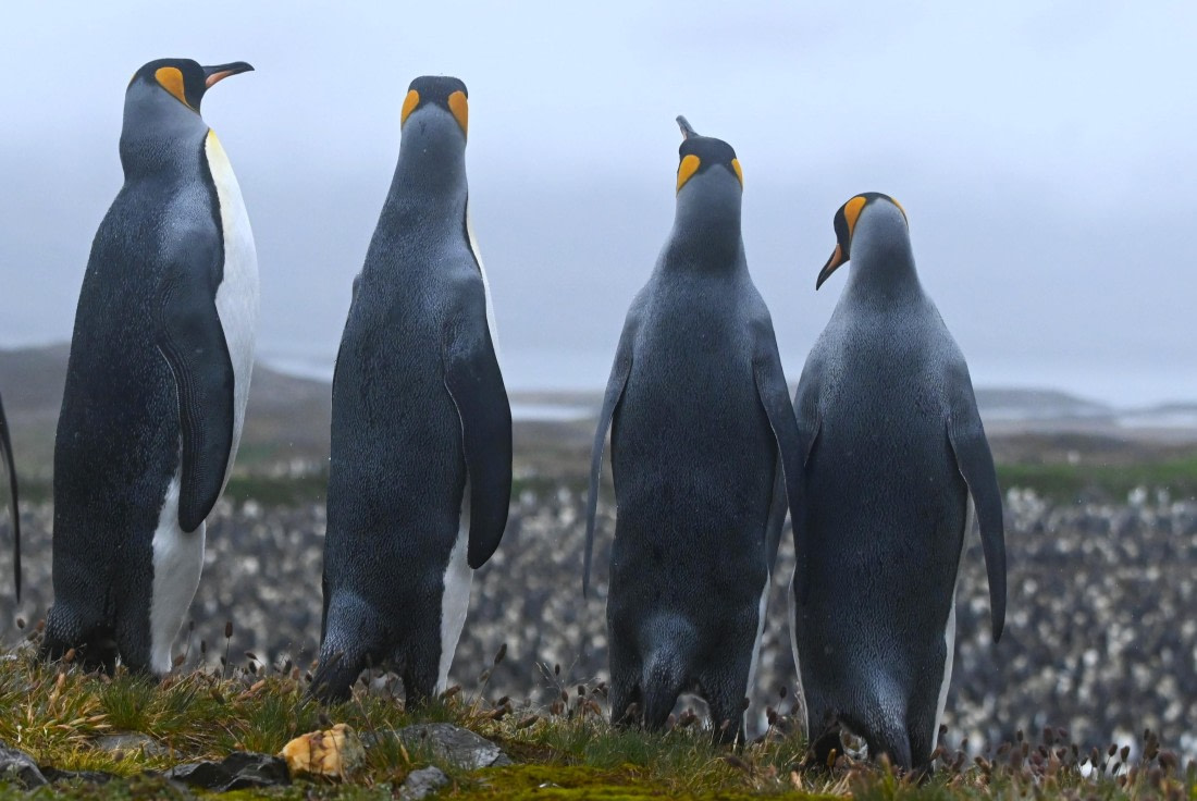 HDS29-26, Day 9, SAS_6195 © Saskia van der Meij - Oceanwide Expeditions.JPG