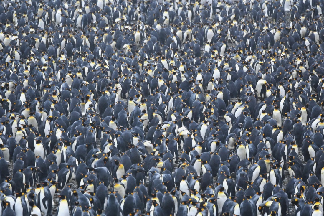 HDS29-26, Day 9, SAS_6197 © Saskia van der Meij - Oceanwide Expeditions.JPG