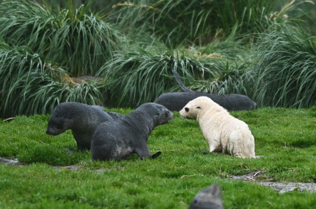 HDS29-26, Day 9, SAS_6227 © Saskia van der Meij - Oceanwide Expeditions.JPG
