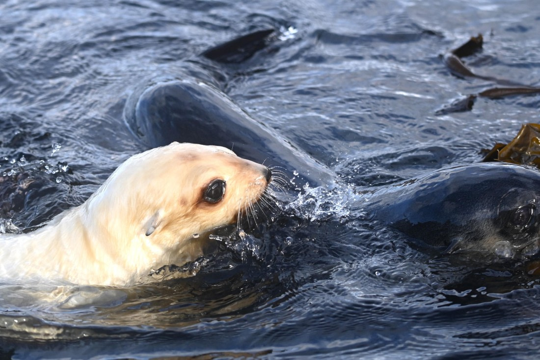 HDS29-26, Day 9, SAS_6318 © Saskia van der Meij - Oceanwide Expeditions.JPG