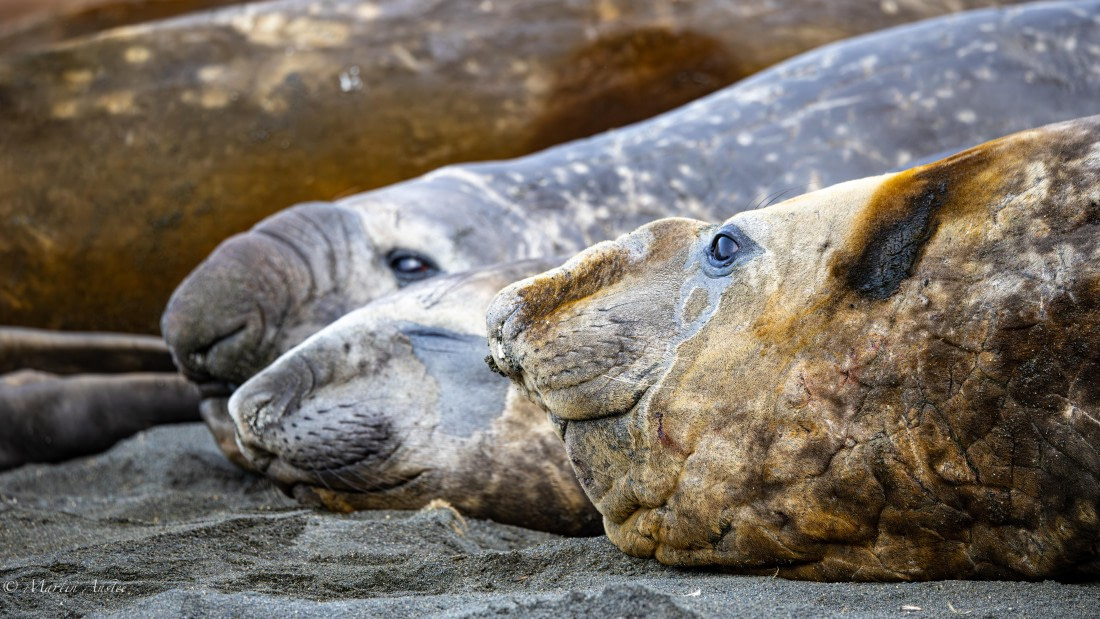 HDS29-26, Day 10, 0Q9A0892 © Martin Anstee - Oceanwide Expeditions.jpg