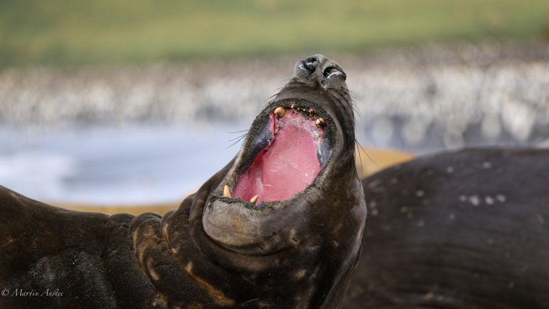 HDS29-26, Day 10, 0Q9A0923 © Martin Anstee - Oceanwide Expeditions.jpg