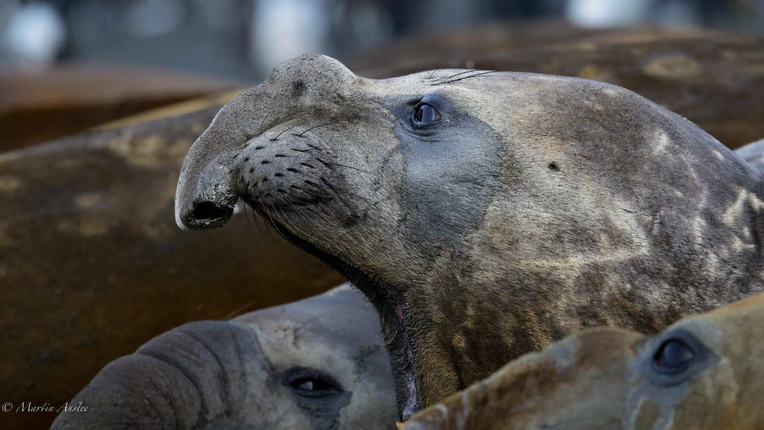 HDS29-26, Day 10, 0Q9A0926 © Martin Anstee - Oceanwide Expeditions.jpg