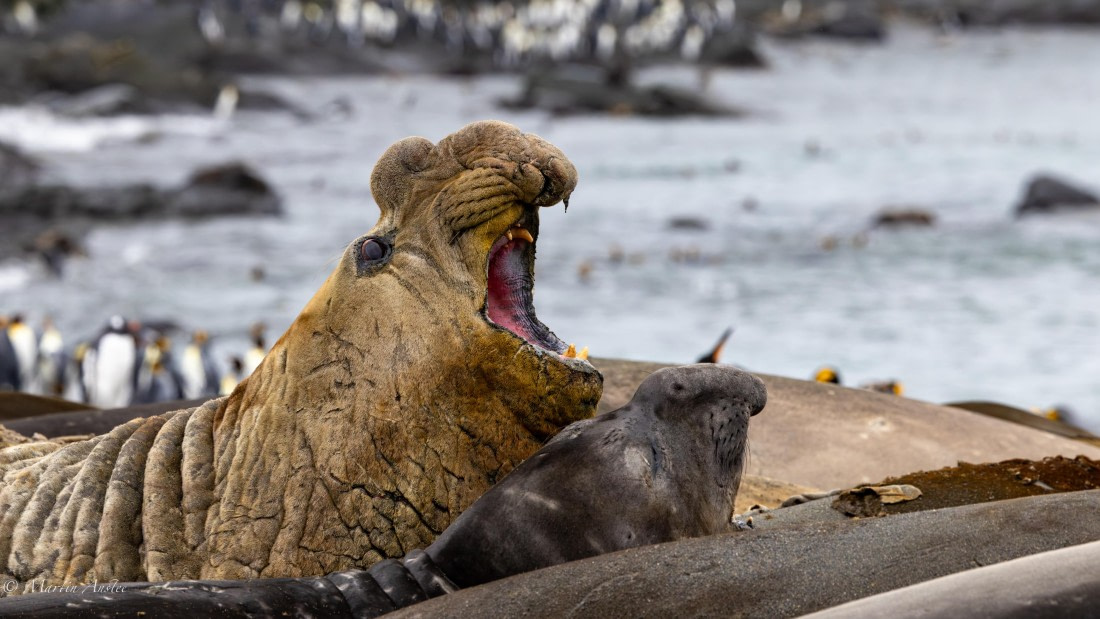HDS29-26, Day 10, 0Q9A0947 © Martin Anstee - Oceanwide Expeditions.jpg