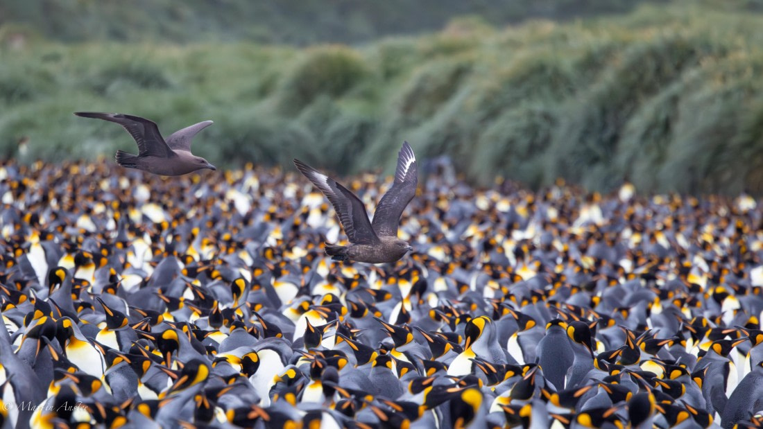 HDS29-26, Day 10, 0Q9A0961 © Martin Anstee - Oceanwide Expeditions.jpg