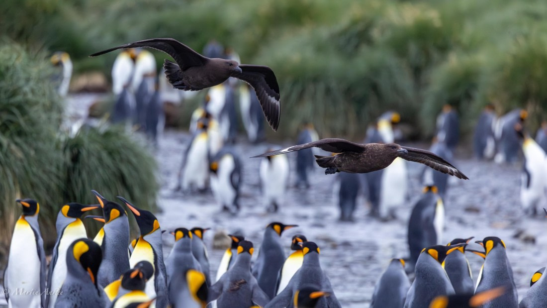 HDS29-26, Day 10, 0Q9A0964 © Martin Anstee - Oceanwide Expeditions.jpg