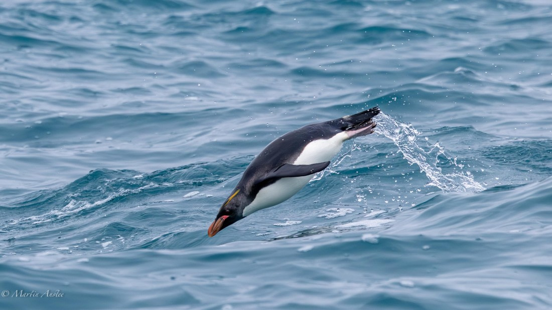 HDS29-26, Day 10, 0Q9A0986 © Martin Anstee - Oceanwide Expeditions.jpg