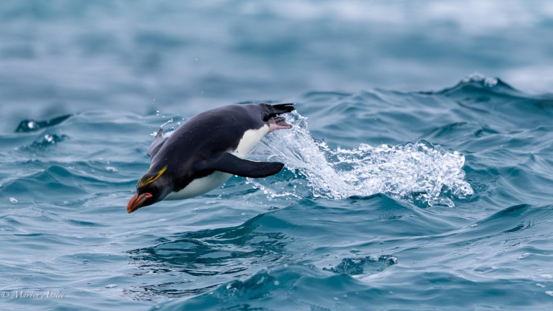 HDS29-26, Day 10, 0Q9A1027 © Martin Anstee - Oceanwide Expeditions.jpg