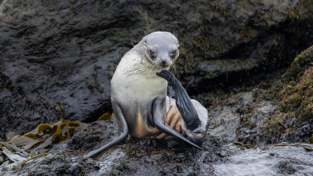 HDS29-26, Day 10, 0Q9A1131 © Martin Anstee - Oceanwide Expeditions.jpg
