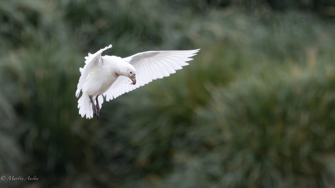 HDS29-26, Day 10, 0Q9A1134 © Martin Anstee - Oceanwide Expeditions.jpg