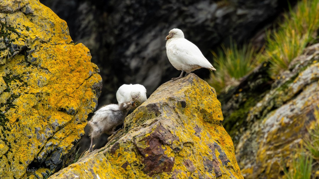 HDS29-26, Day 10, 0Q9A1137 © Martin Anstee - Oceanwide Expeditions.jpg