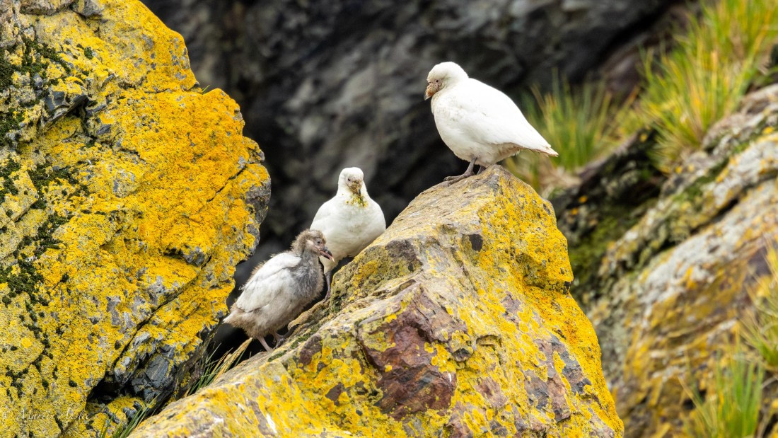 HDS29-26, Day 10, 0Q9A1138 © Martin Anstee - Oceanwide Expeditions.jpg