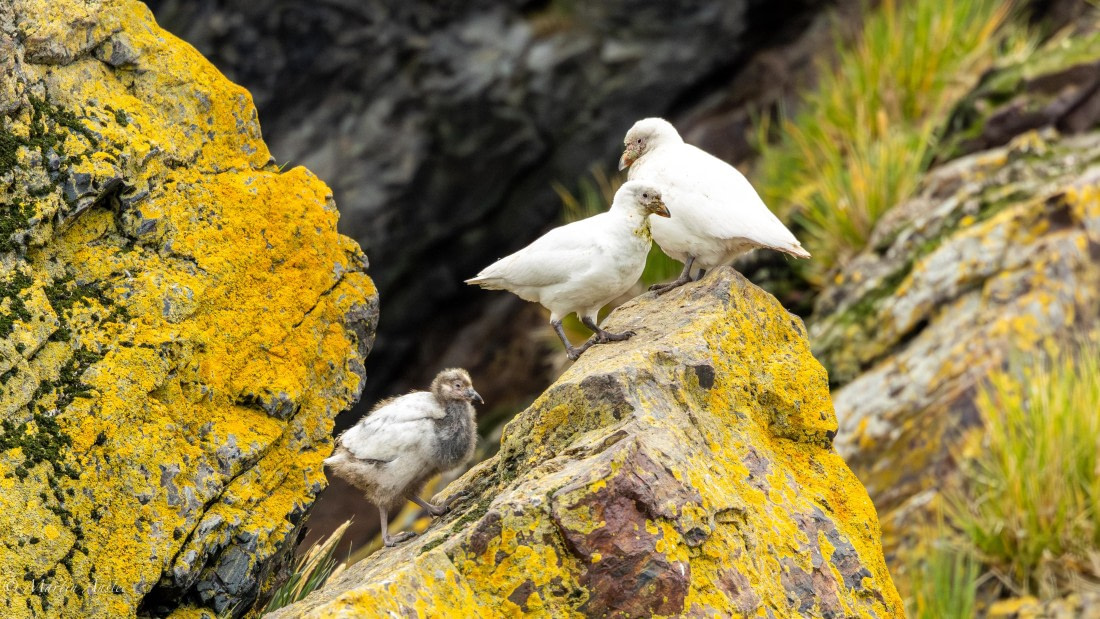 HDS29-26, Day 10, 0Q9A1141 © Martin Anstee - Oceanwide Expeditions.jpg