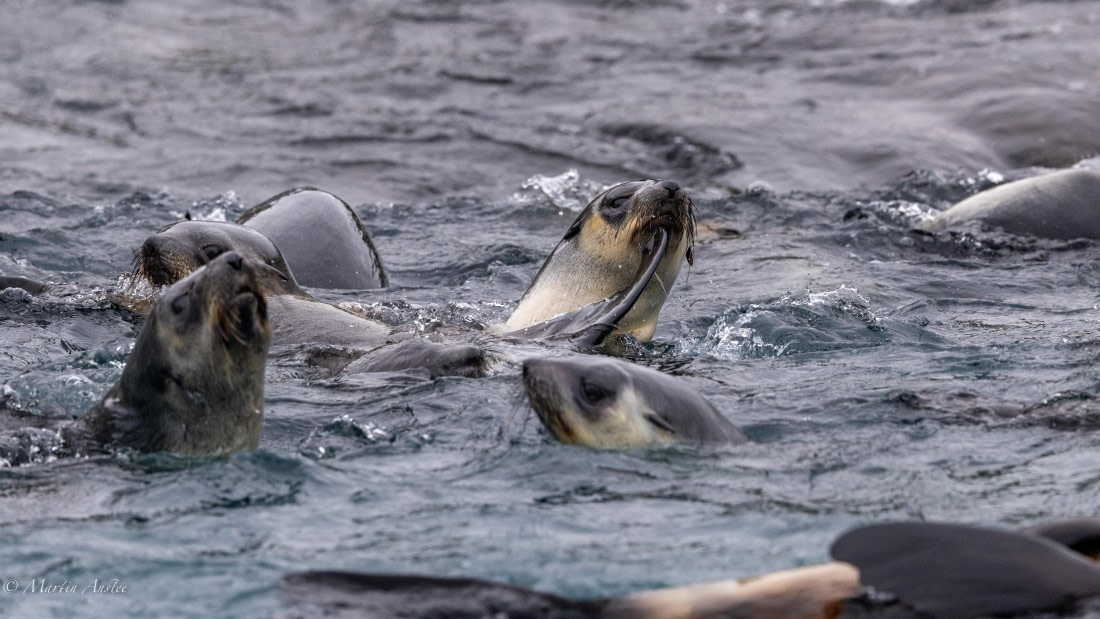 HDS29-26, Day 10, 0Q9A1164 © Martin Anstee - Oceanwide Expeditions.jpg
