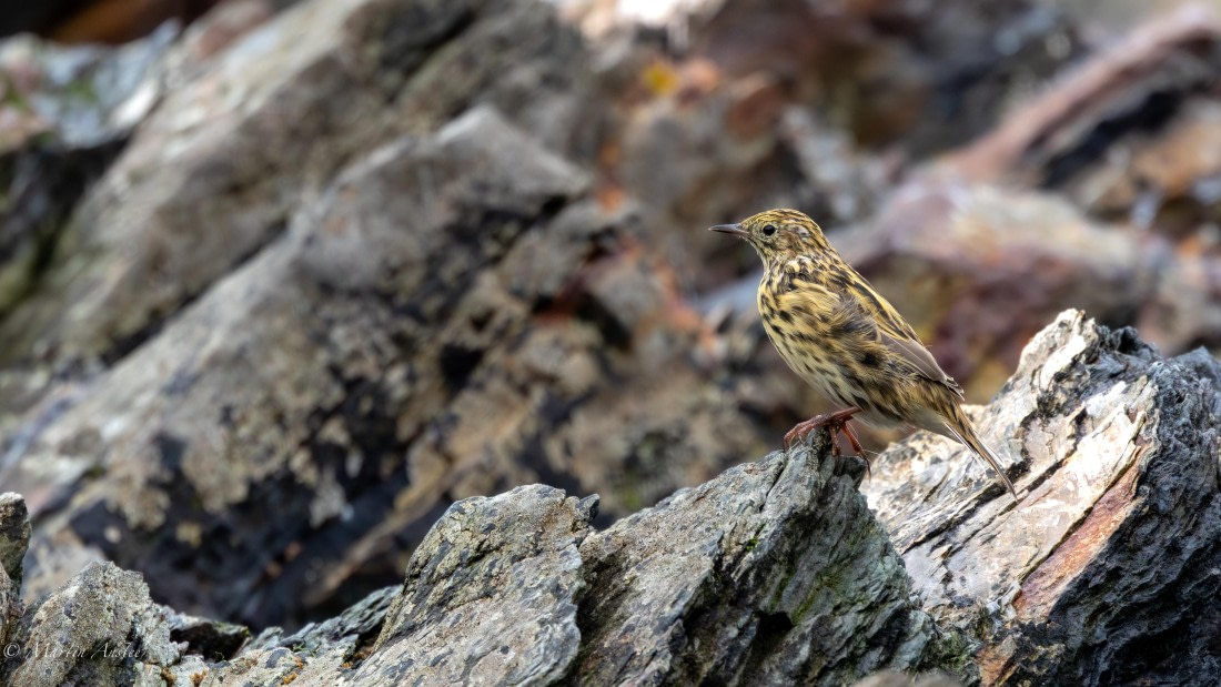 HDS29-26, Day 10, 0Q9A1220 © Martin Anstee - Oceanwide Expeditions.jpg