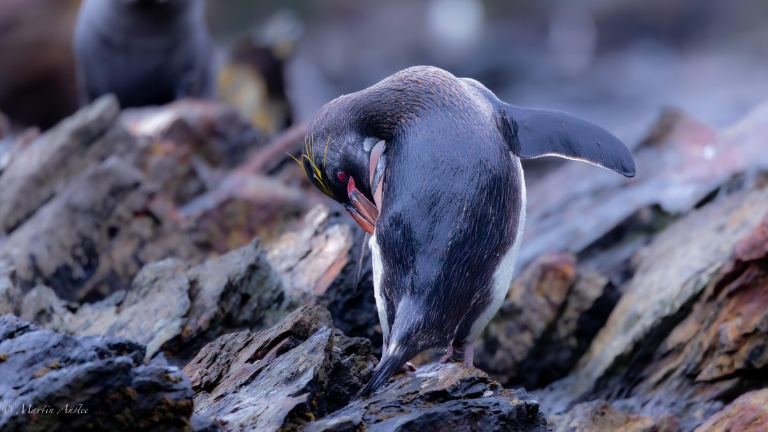 HDS29-26, Day 10, 0Q9A1226 © Martin Anstee - Oceanwide Expeditions.jpg