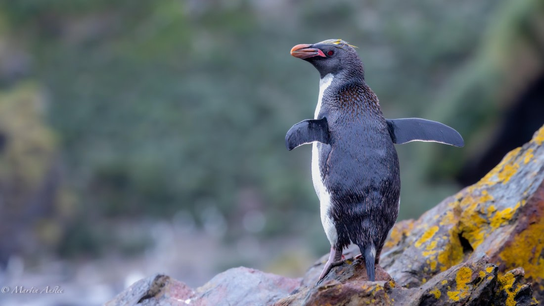 HDS29-26, Day 10, 0Q9A1229 © Martin Anstee - Oceanwide Expeditions.jpg