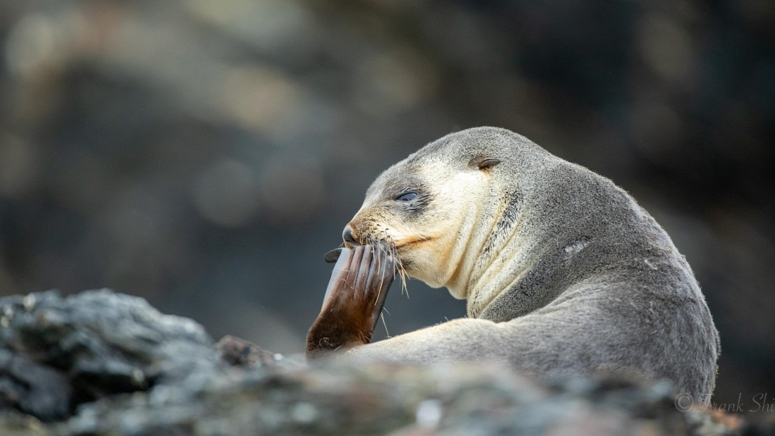 HDS29-26, Day 10, 493A2985 © Unknown photographer - Oceanwide Expeditions.JPG