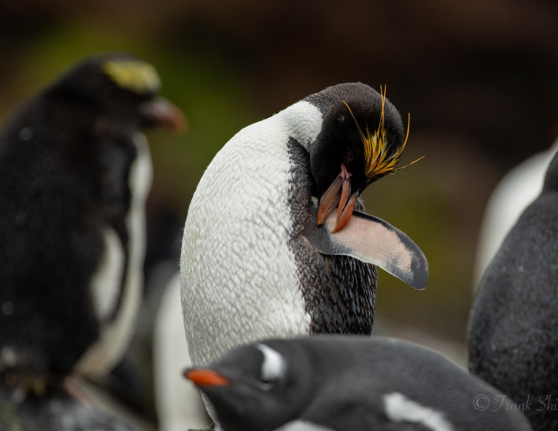 HDS29-26, Day 10, 493A2999 © Unknown photographer - Oceanwide Expeditions.JPG