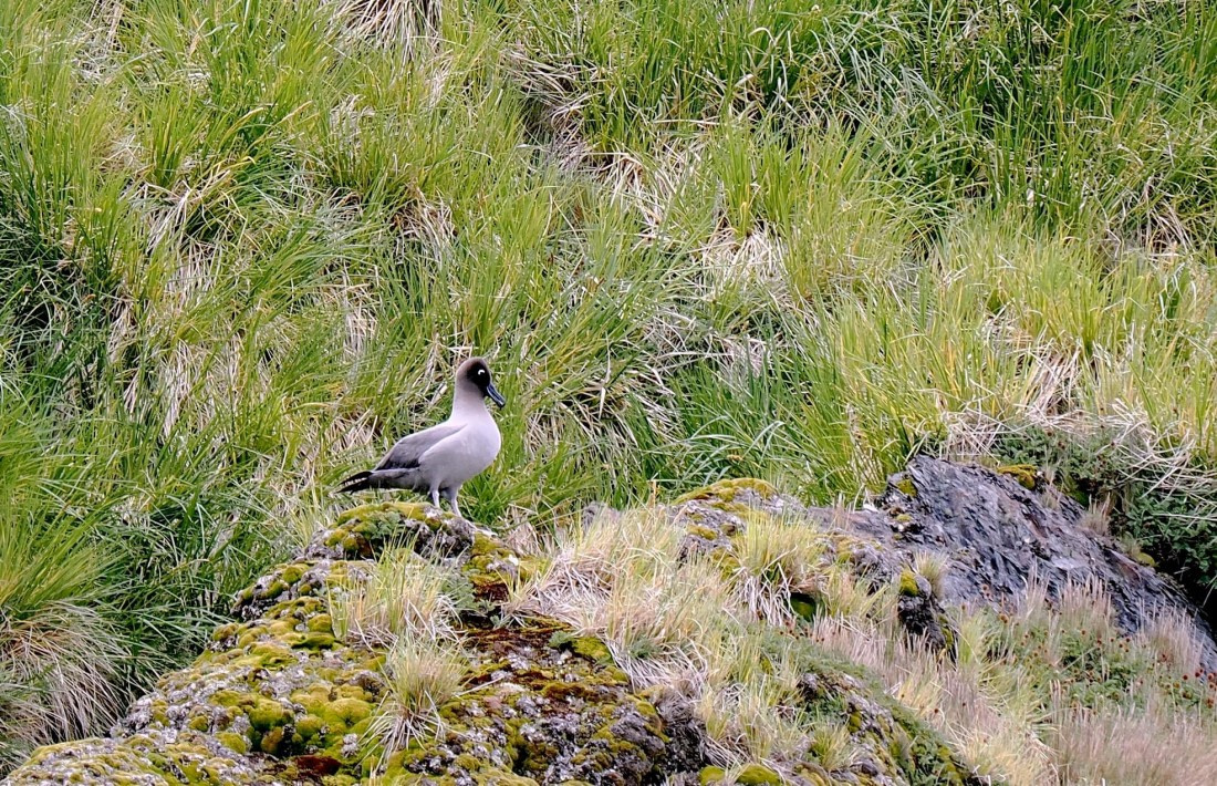 HDS29-26, Day 10, 2025-02025 Light-mantled Albatross - Cooper Bay1 © Unknown photographer - Oceanwide Expeditions.JPG