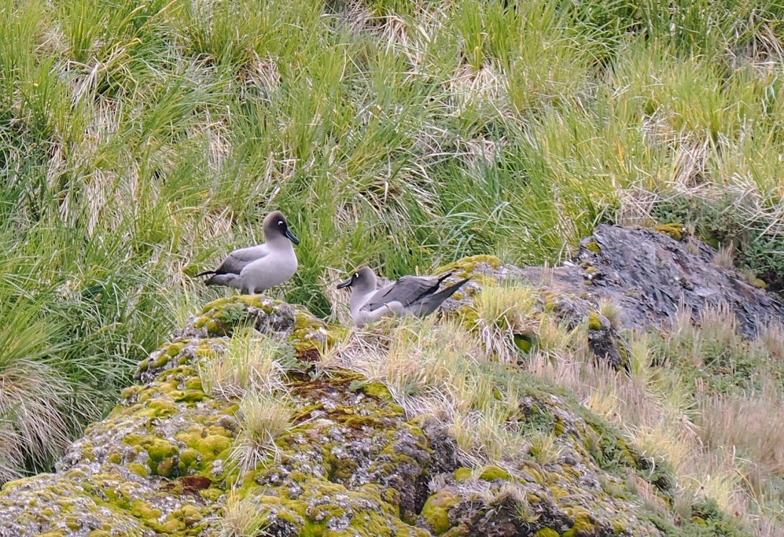 HDS29-26, Day 10, 2025-02025 Light-mantled Albatross - Cooper Bay2 © Unknown photographer - Oceanwide Expeditions.JPG