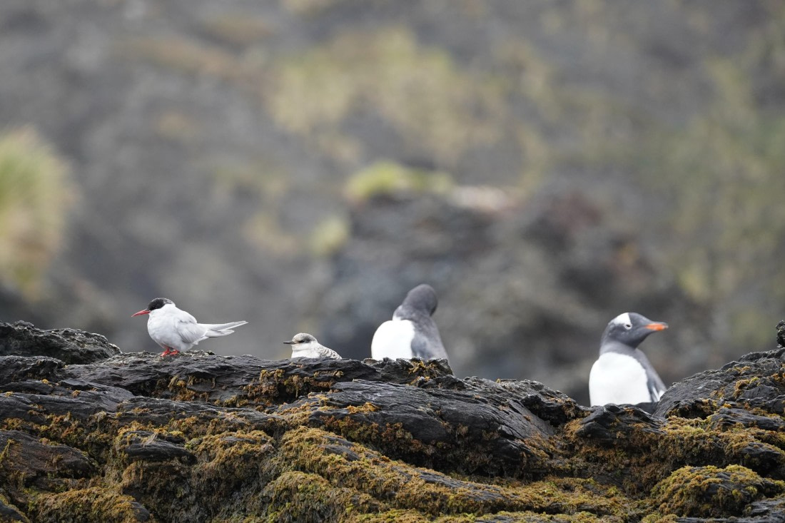 HDS29-26, Day 10, DSC07888 © Jessica Bakker - Oceanwide Expeditions.JPG