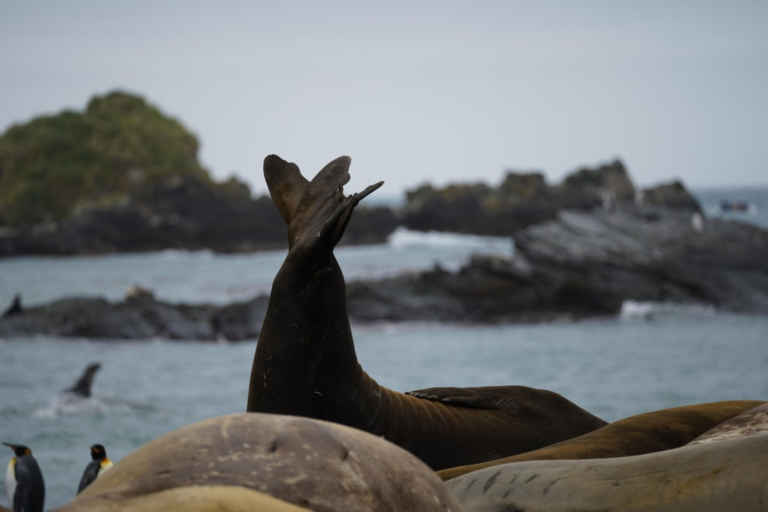 HDS29-26, Day 10, DSC08116 © Jessica Bakker - Oceanwide Expeditions.JPG