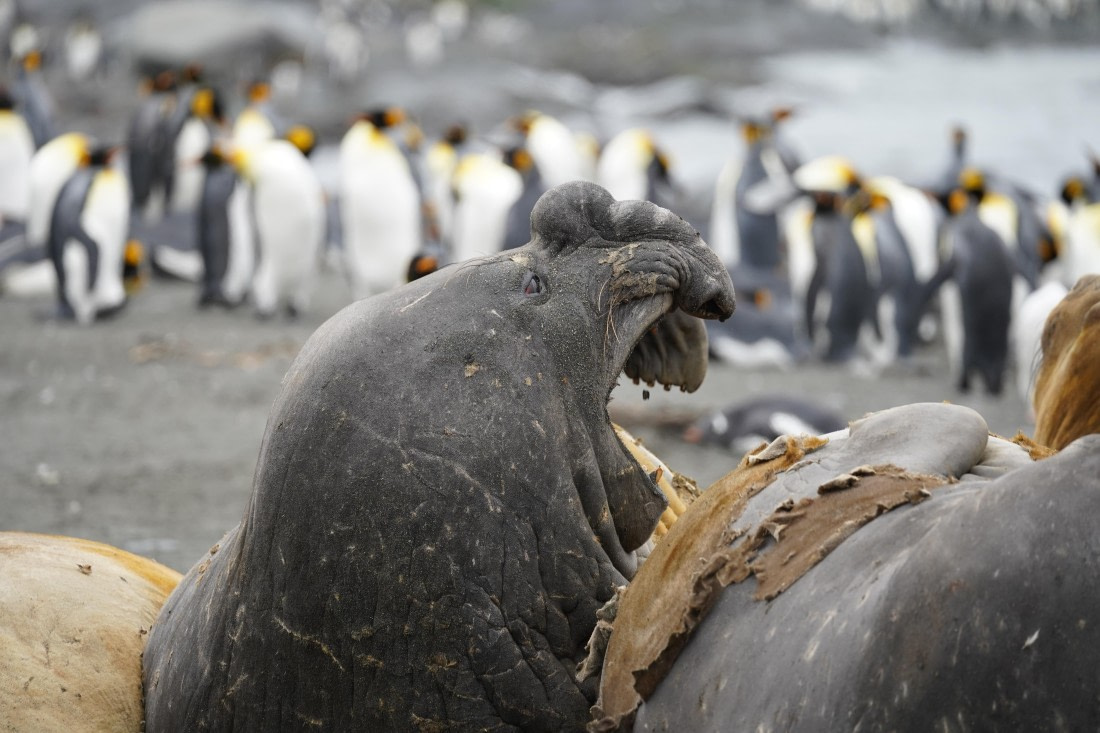 HDS29-26, Day 10, DSC08167 © Jessica Bakker - Oceanwide Expeditions.JPG