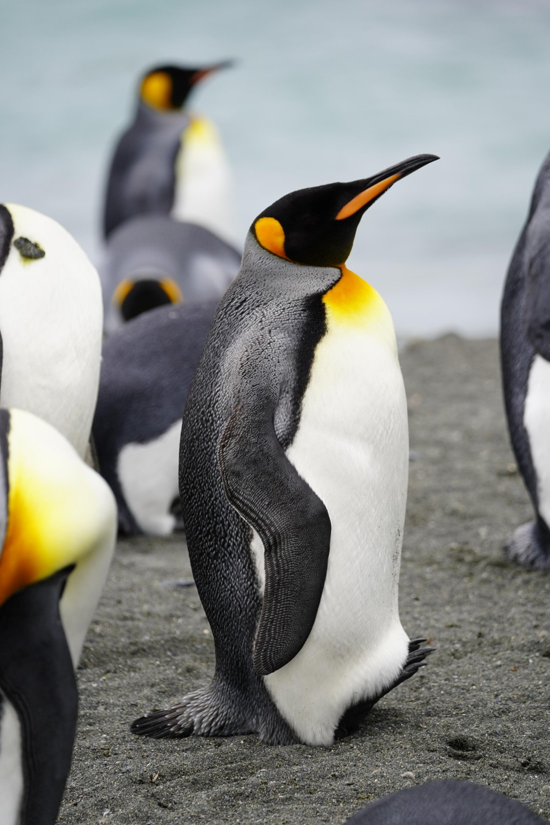 HDS29-26, Day 10, DSC08207 © Jessica Bakker - Oceanwide Expeditions.JPG