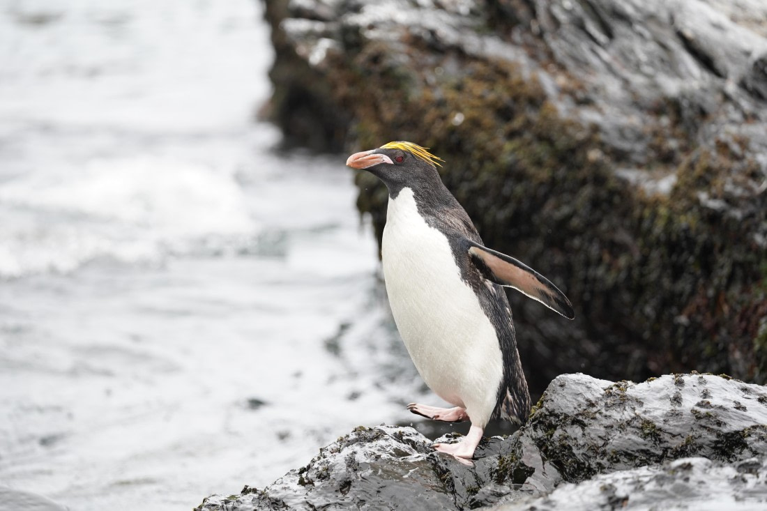 HDS29-26, Day 10, DSC08303 © Jessica Bakker - Oceanwide Expeditions.JPG