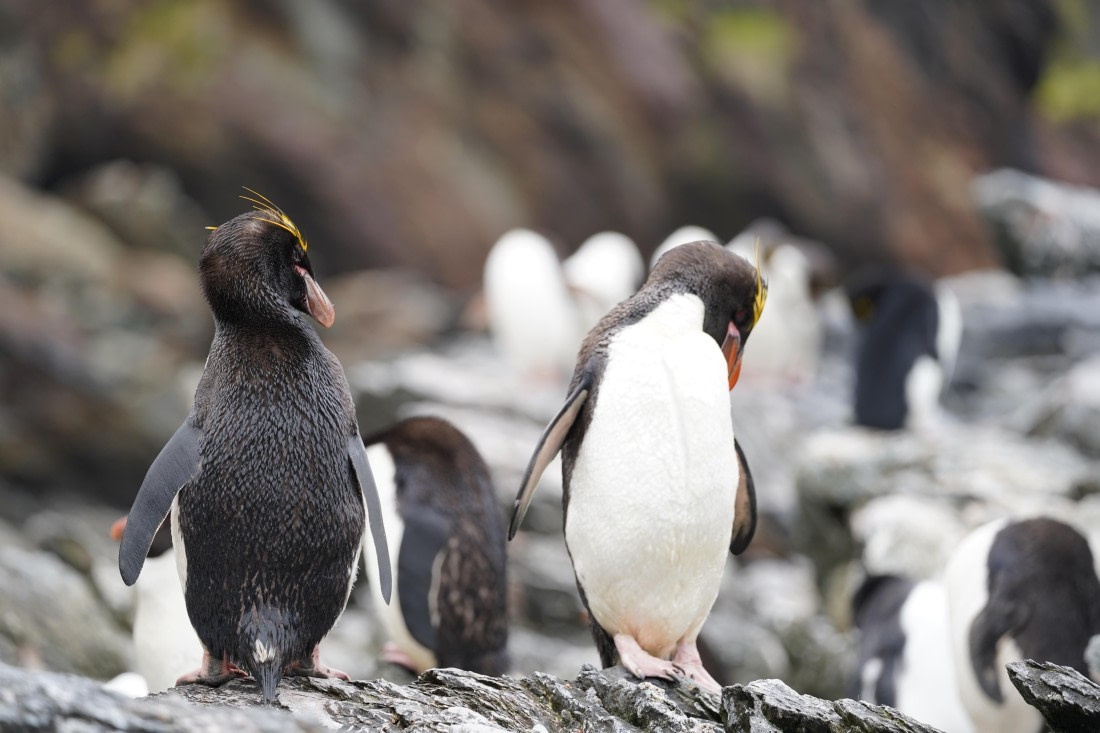 HDS29-26, Day 10, DSC08308 © Jessica Bakker - Oceanwide Expeditions.JPG
