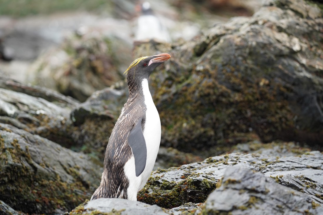 HDS29-26, Day 10, DSC08371 © Jessica Bakker - Oceanwide Expeditions.JPG