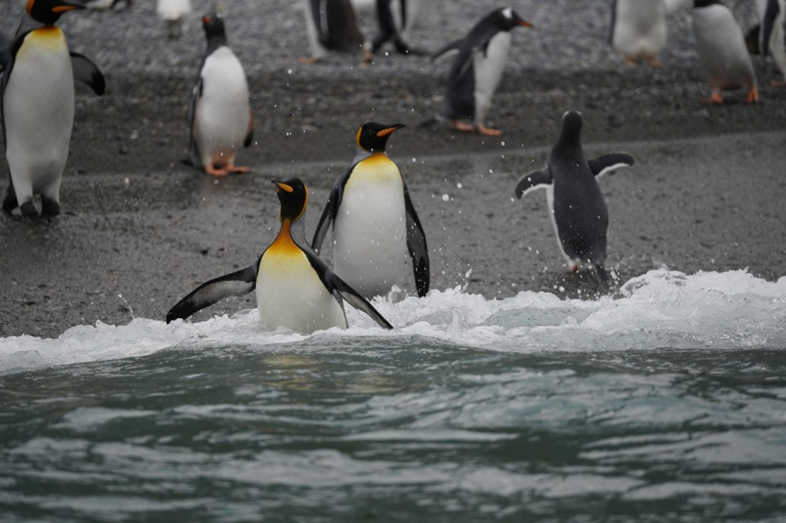 HDS29-26, Day 10, DSC08500 © Jessica Bakker - Oceanwide Expeditions.JPG