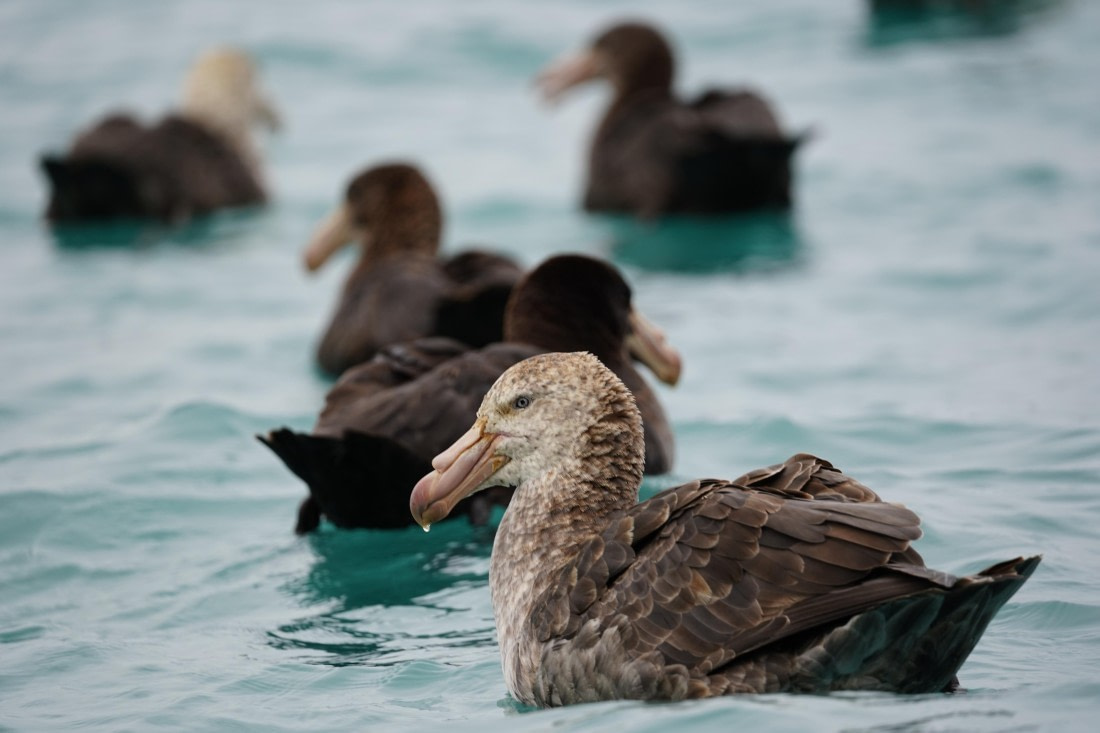 HDS29-26, Day 10, DSC08505 © Jessica Bakker - Oceanwide Expeditions.JPG