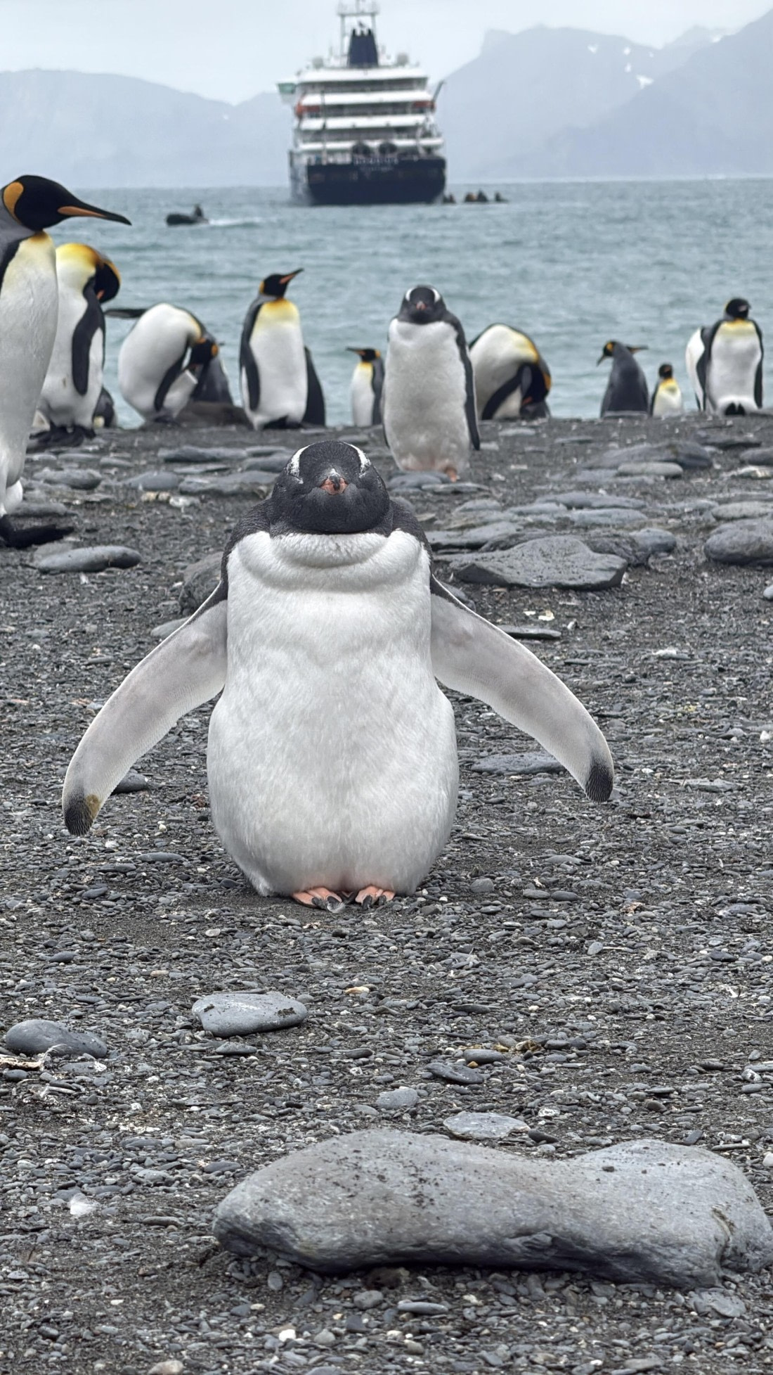 HDS29-26, Day 10, IMG_3276 © Unknown photographer - Oceanwide Expeditions.jpg