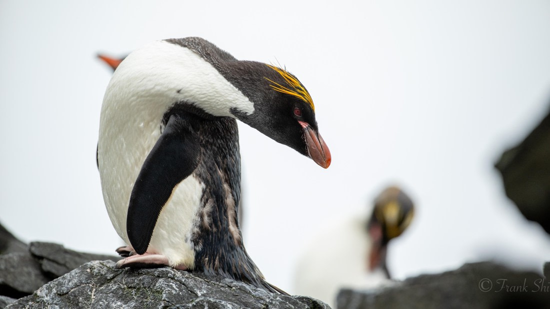 HDS29-26, Day 10, Macaroni penguin © Frank Shi - Oceanwide Expeditions.JPG