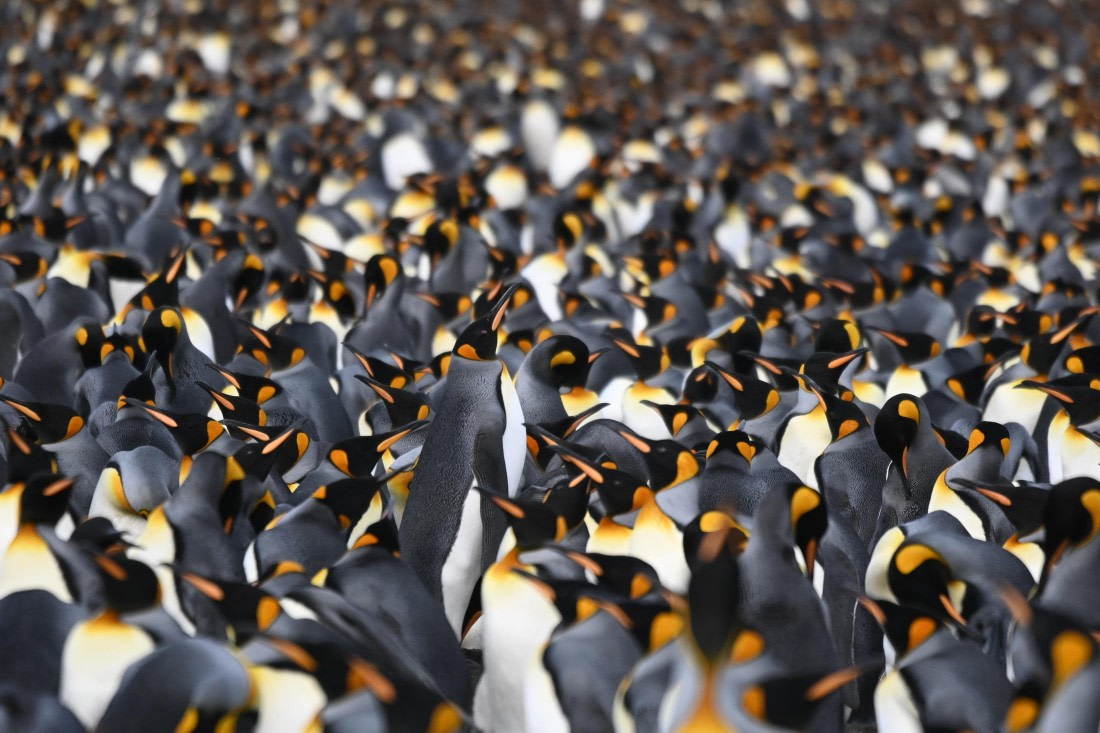 HDS29-26, Day 10, SAS_6326 © Saskia van der Meij - Oceanwide Expeditions.JPG