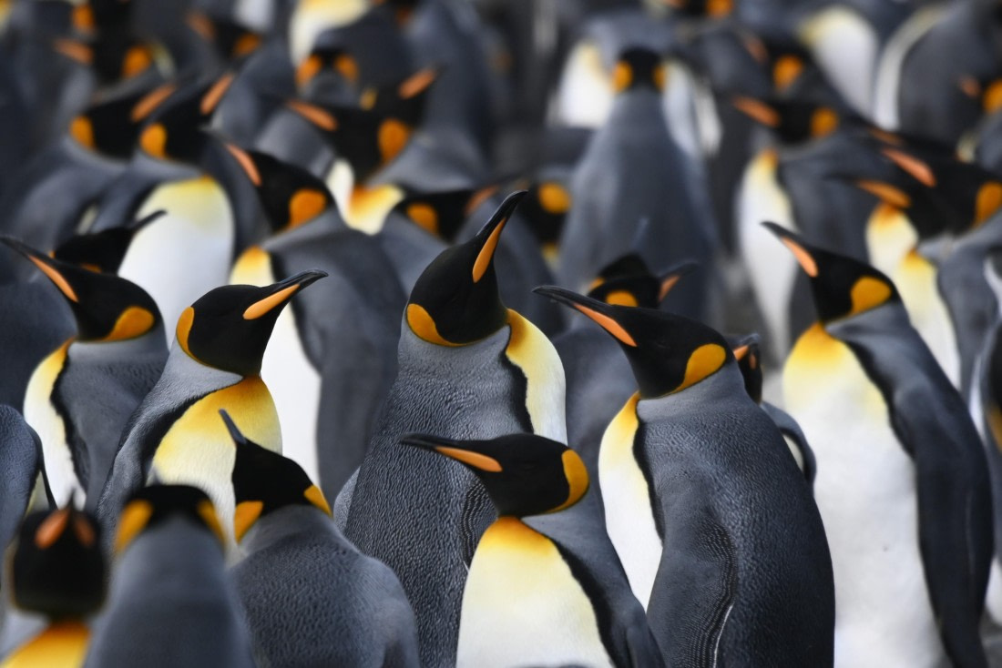 HDS29-26, Day 10, SAS_6328 © Saskia van der Meij - Oceanwide Expeditions.JPG