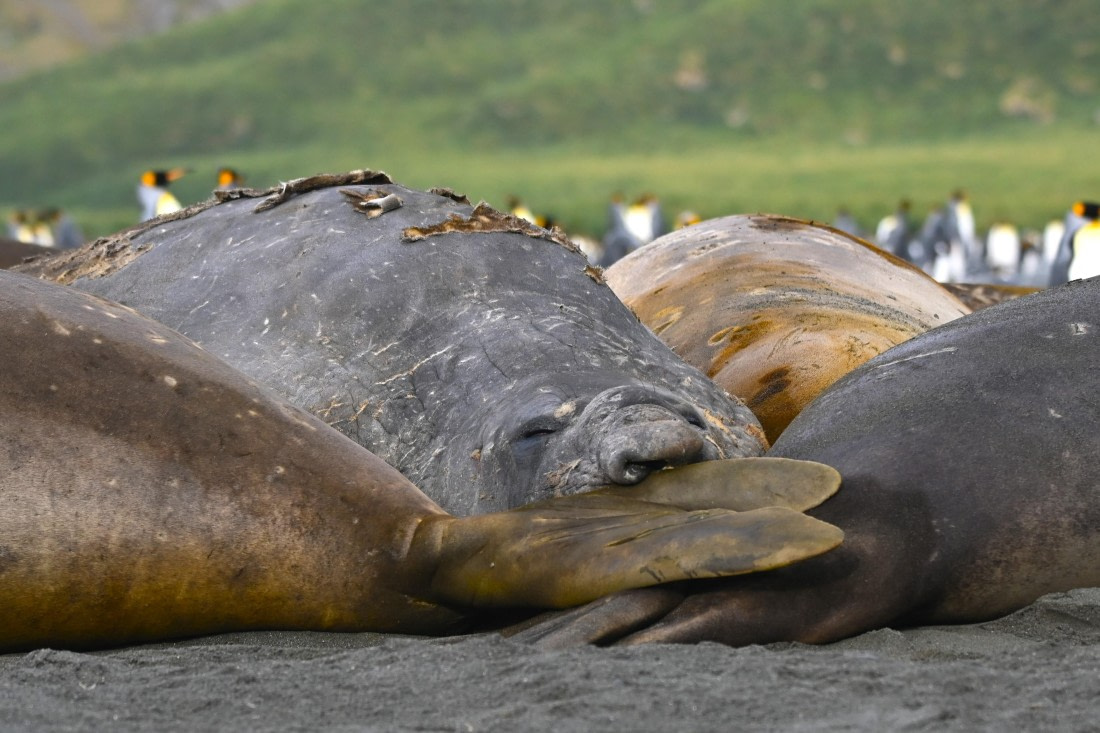 HDS29-26, Day 10, SAS_6336 © Saskia van der Meij - Oceanwide Expeditions.JPG