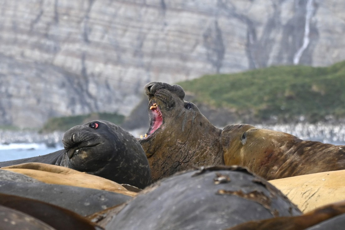 HDS29-26, Day 10, SAS_6347 © Saskia van der Meij - Oceanwide Expeditions.JPG