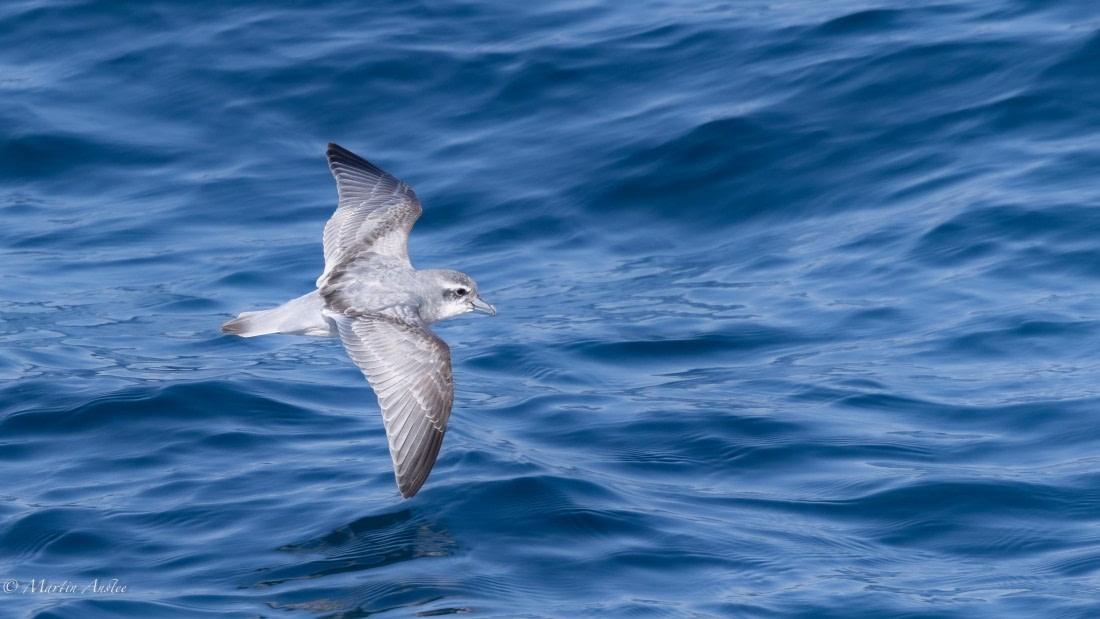 HDS29-26, Day 11, 0Q9A1252 © Martin Anstee - Oceanwide Expeditions.jpg