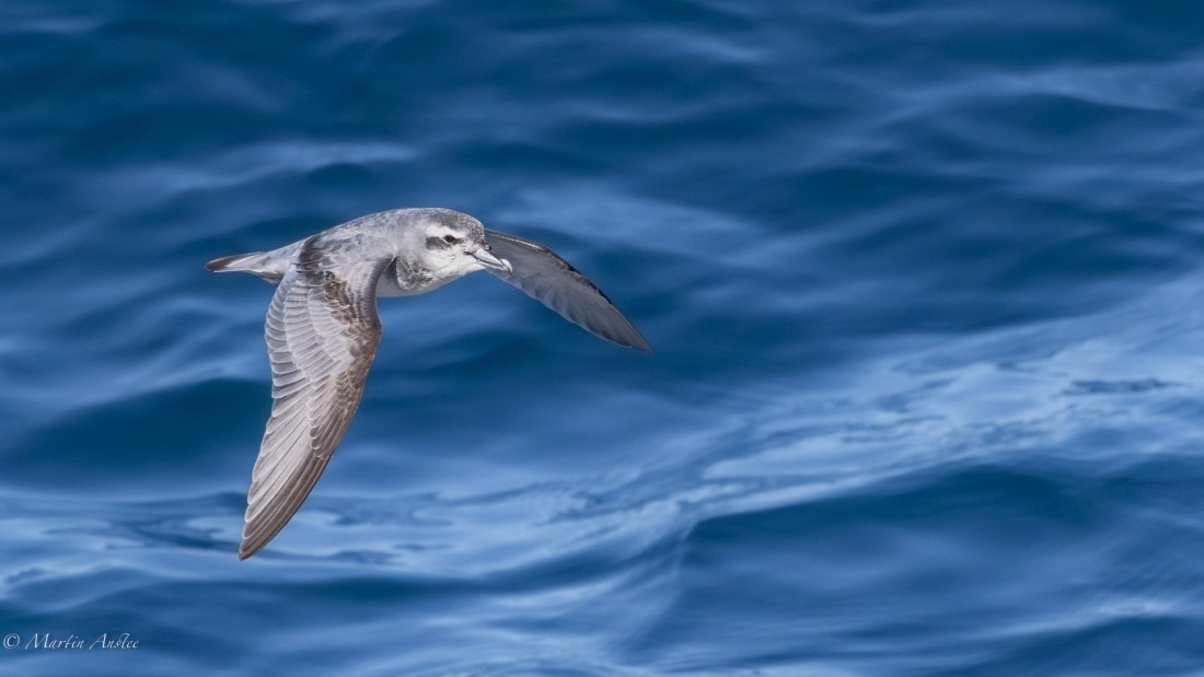 HDS29-26, Day 11, 0Q9A1258 © Martin Anstee - Oceanwide Expeditions.jpg