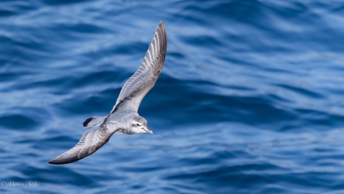 HDS29-26, Day 11, 0Q9A1259 © Martin Anstee - Oceanwide Expeditions.jpg