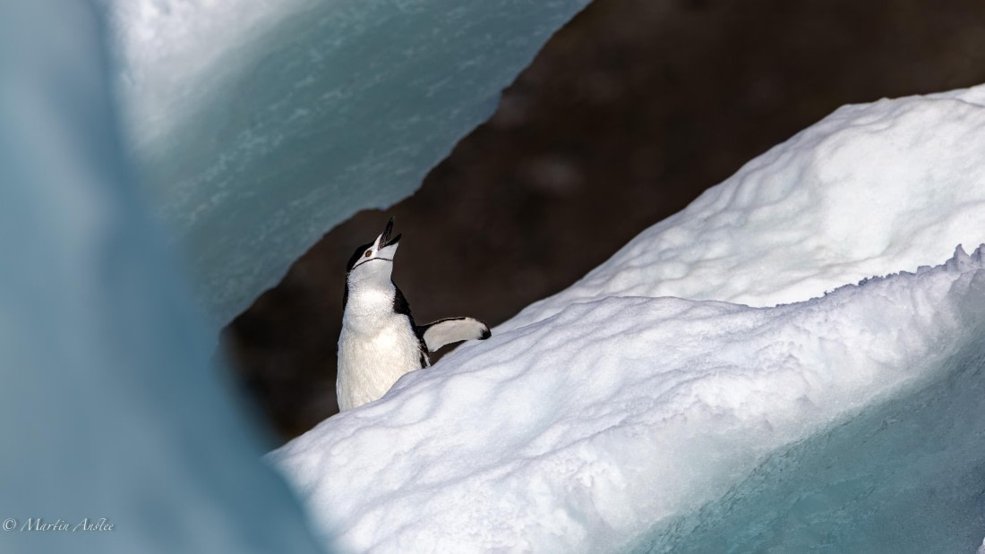 HDS29-26, Day 12, 0Q9A1290 © Martin Anstee - Oceanwide Expeditions.jpg