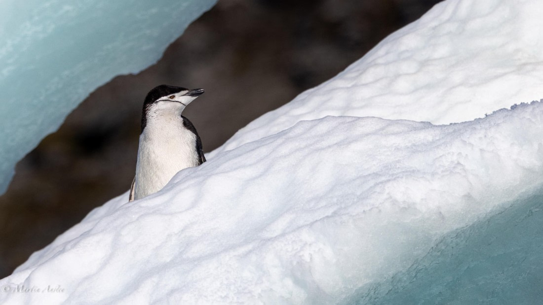 HDS29-26, Day 12, 0Q9A1312 © Martin Anstee - Oceanwide Expeditions.jpg