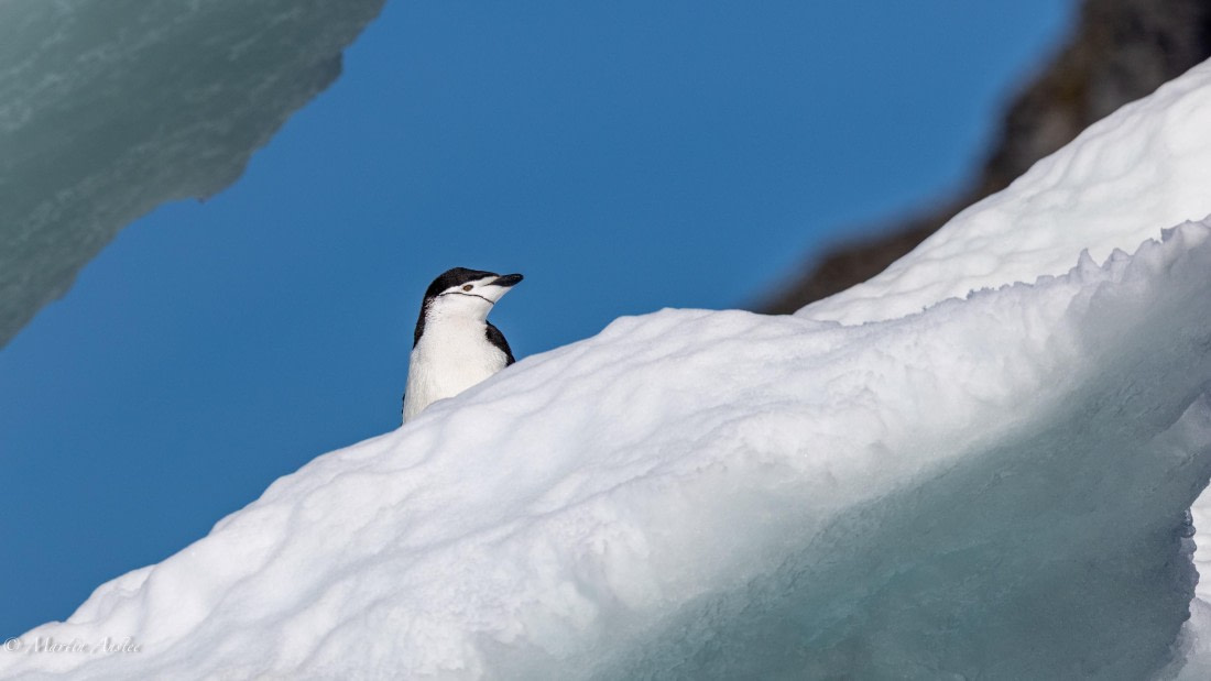 HDS29-26, Day 12, 0Q9A1326 © Martin Anstee - Oceanwide Expeditions.jpg